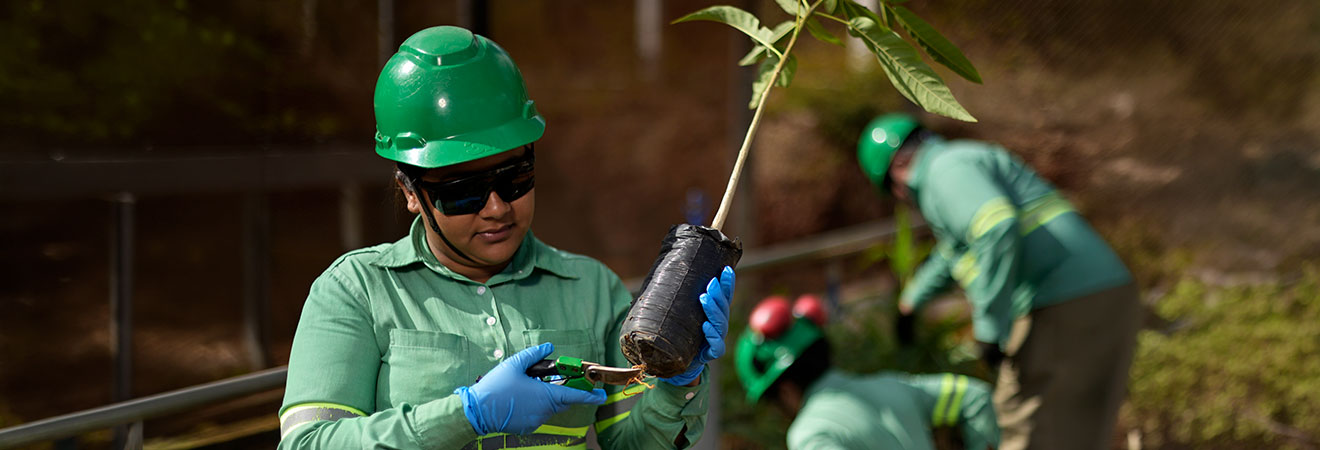 Sustentabilidade Meio Ambiente